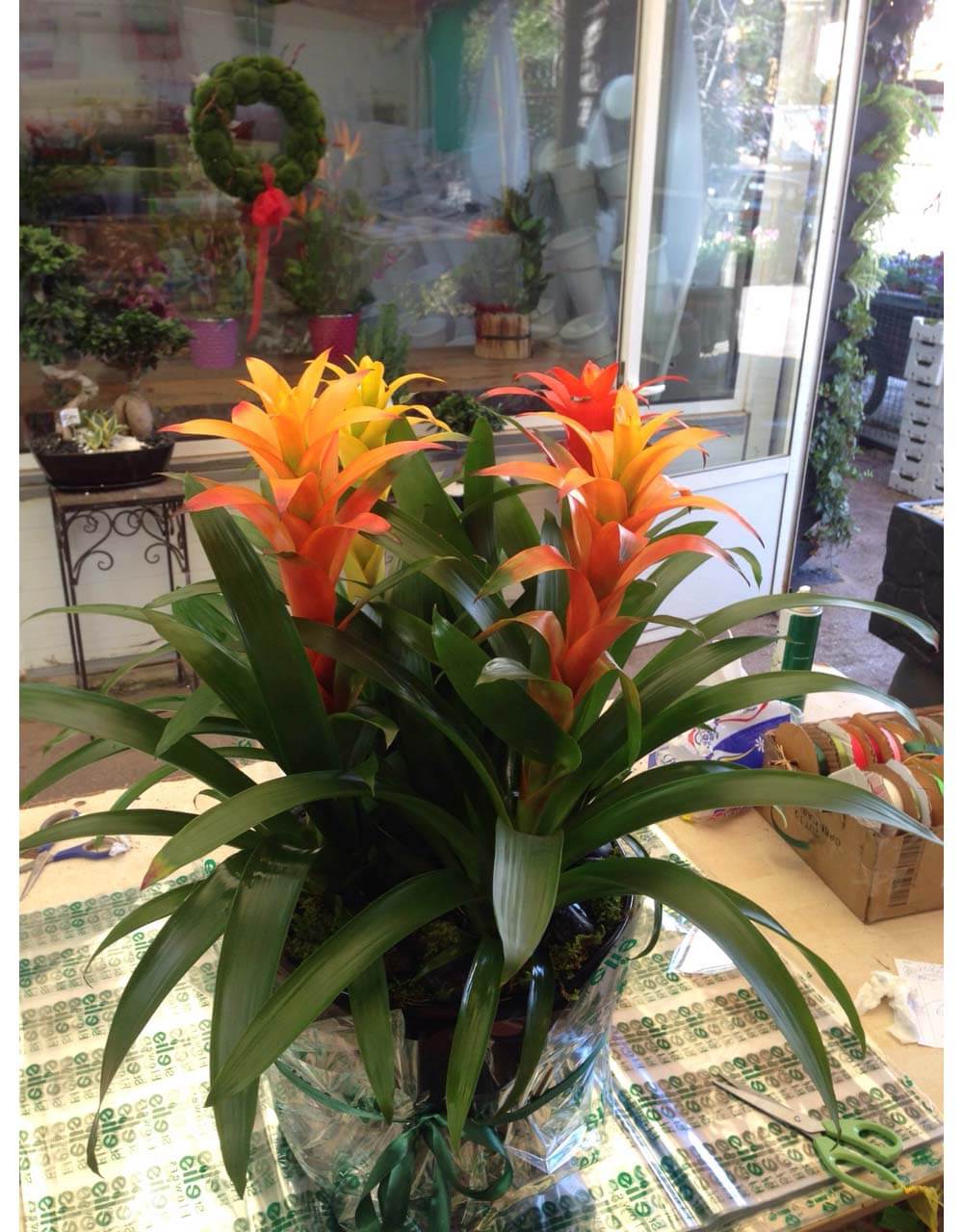 St Elie Flowers lebanon,Florists in lebanon, lebanon florists, flowers in lebanon, lebanon flowers, flower shops in lebanon, lebanon flower shops, send flowers in lebanon, wedding flowers in lebanon, lebanon wedding flowers, wedding bouquets in lebanon, bridal bouquets in lebanon, brdie bouquet in lebanon, roses in lebanon, tulips in lebanon, flower arrangements in lebanon, baby flower arrangement in lebanon, new born flower arrangements in lebanon, flower gifts in lebanon, birthday flower arrangement in lebanon, valantines roses in lebanon, valentines flower arrangements in lebanon, valentine gifts in lebanon, flower shop in lebanon,plants nursery in lebanon, landscaping in lebanon, Nursry plants, flowers, landscaping, wedding flowers, bouquets for all occasions, valentines roses, mothers day roses, newly born baby flowers, plants in pots, plants for the garden, money tree, bonsai tree
